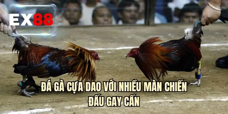 Đá gà cựa dao với nhiều màn chiến đấu gay cấn