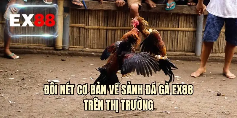 Đôi nét cơ bản về sảnh đá gà EX88 trên thị trường